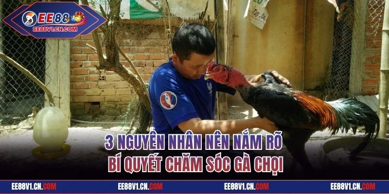 Bí Quyết Chăm Sóc Gà Chọi Bất Bại Từ Chuyên Gia Hàng Đầu 1 3 nguyên nhân nên nắm rõ bí quyết chăm sóc gà chọi