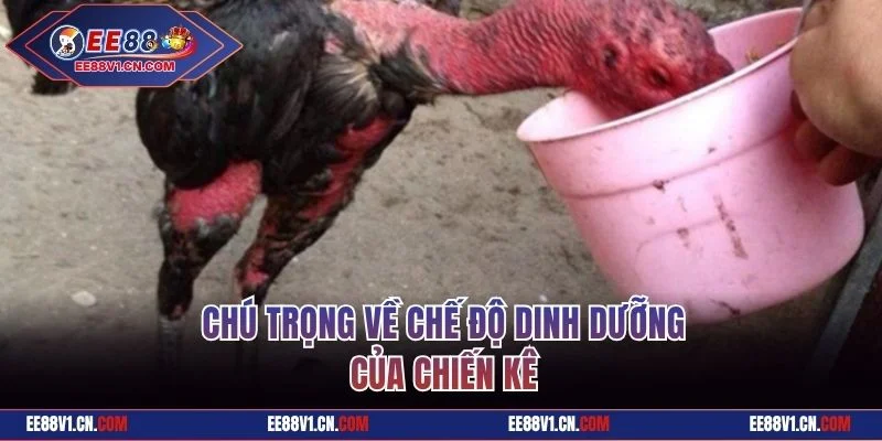 Bí Quyết Chăm Sóc Gà Chọi Bất Bại Từ Chuyên Gia Hàng Đầu 2 Chú trọng về chế độ dinh dưỡng của chiến kê