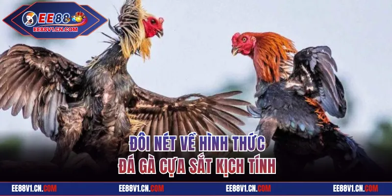 Đôi nét về hình thức đá gà cựa sắt kịch tính