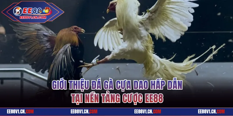 Đá Gà Cựa Dao Đẳng Cấp Hàng Đầu Chỉ Có Tại Nhà Cái EE88 1 Giới thiệu đá gà cựa dao hấp dẫn tại EE88