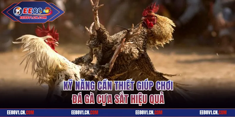 Kỹ năng cần thiết giúp chơi đá gà cựa sắt hiệu quả