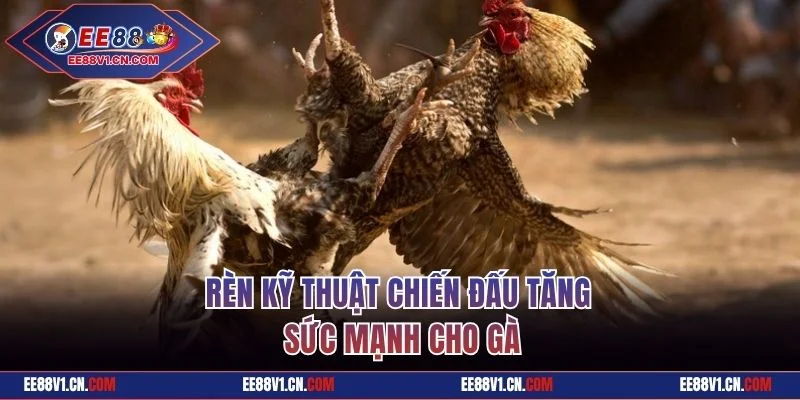 Bí Quyết Chăm Sóc Gà Chọi Bất Bại Từ Chuyên Gia Hàng Đầu 3 Rèn kỹ thuật chiến đấu tăng sức mạnh cho gà