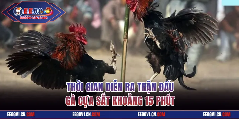 Thời gian diễn ra trận đấu gà cựa sắt khoảng 15 phút