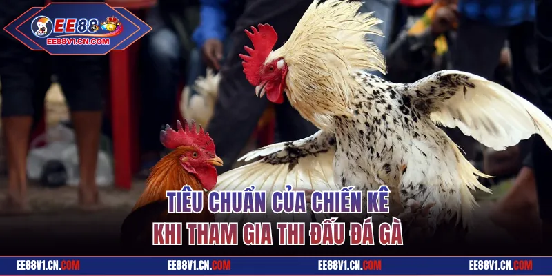 Đá Gà Cựa Dao Đẳng Cấp Hàng Đầu Chỉ Có Tại Nhà Cái EE88 2 Tiêu chuẩn chiến kê khi tham gia thi đấu