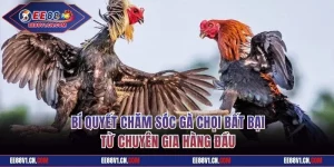 Bí Quyết Chăm Sóc Gà Chọi Bất Bại Từ Chuyên Gia Hàng Đầu
