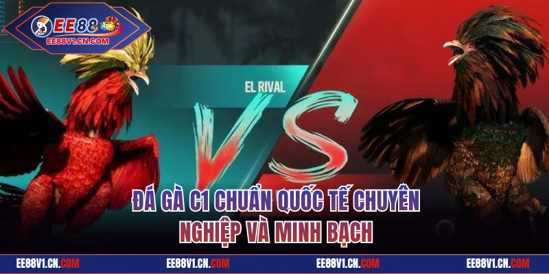 Đá gà C1 chuẩn quốc tế chuyên nghiệp và minh bạch
