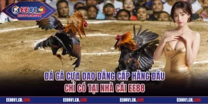 Đá Gà Cựa Dao Đẳng Cấp Hàng Đầu Chỉ Có Tại Nhà Cái EE88