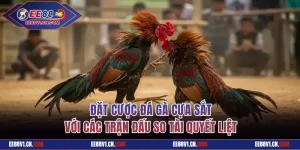 Đá Gà Cựa Sắt EE88 - Đặt Cược Trận Đấu So Tài Quyết Liệt